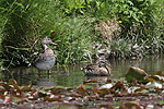 Canard chipeau