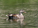 Canard chipeau