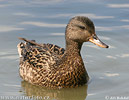 Canard chipeau