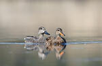 Canard chipeau