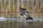 Canard chipeau