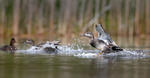 Canard chipeau