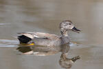 Canard chipeau