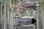 Canard chipeau