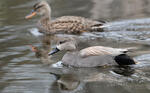 Canard chipeau