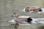 Canard chipeau