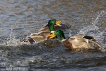 Canard colvert