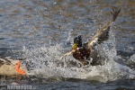 Canard colvert