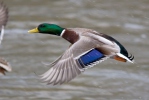 Canard colvert