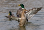 Canard colvert