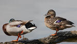 Canard colvert