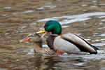 Canard colvert