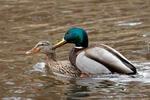 Canard colvert