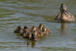 Canard colvert