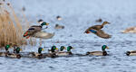 Canard colvert