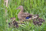 Canard colvert