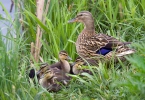 Canard colvert