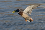 Canard colvert