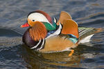 Canard mandarin