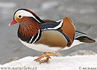 Canard mandarin