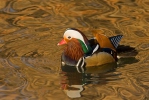 Canard mandarin