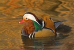 Canard mandarin