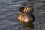 Canard mandarin