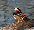 Canard mandarin