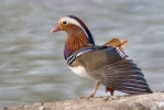 Canard mandarin