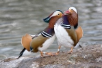 Canard mandarin