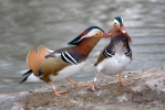 Canard mandarin