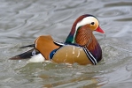 Canard mandarin