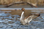 Canard pilet