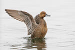 Canard pilet