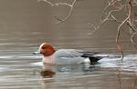 Canard siffleur