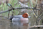 Canard siffleur