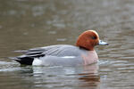 Canard siffleur