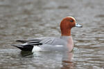 Canard siffleur