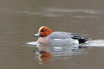 Canard siffleur