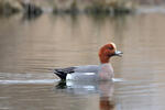 Canard siffleur