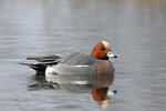 Canard siffleur