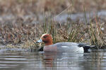 Canard siffleur