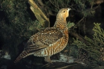 Capercaillie