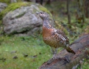 Capercaillie