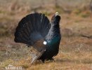 Capercaillie