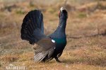 Capercaillie