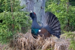 Capercaillie