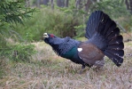 Capercaillie