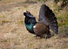 Capercaillie