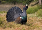 Capercaillie